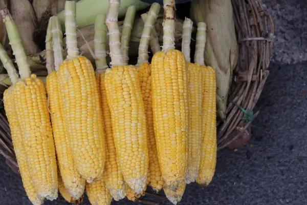 明天636玉米种简介,适合哪里种植,产量如何