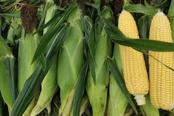 明天636玉米种简介,适合哪里种植,产量如何