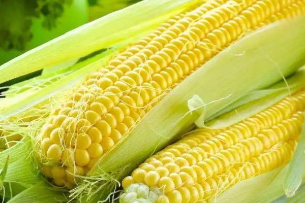 合育372玉米种简介,适合哪里种植,产量如何