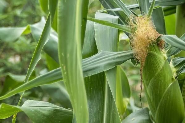 合育372玉米种简介,适合哪里种植,产量如何