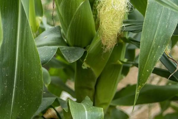 合育372玉米种简介,适合哪里种植,产量如何