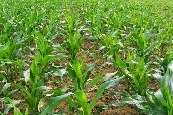 nd367玉米种简介，适合哪里种植，产量如何