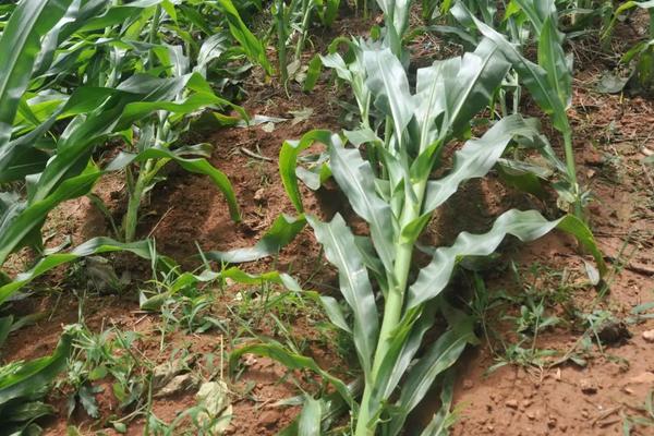 极峰30玉米种简介，适合哪里种植，产量如何