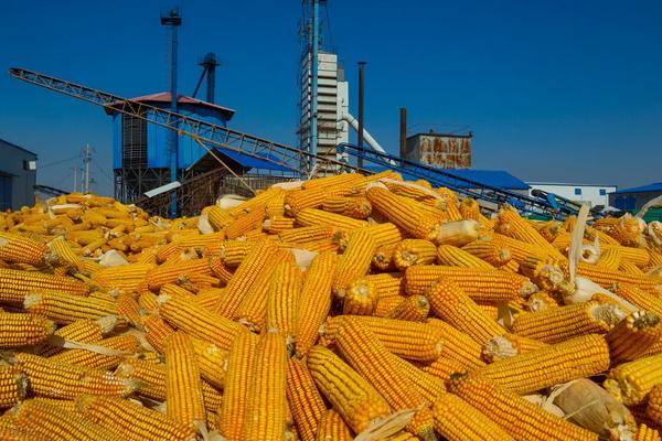 鲁单9088玉米种简介，适合哪里种植，产量如何