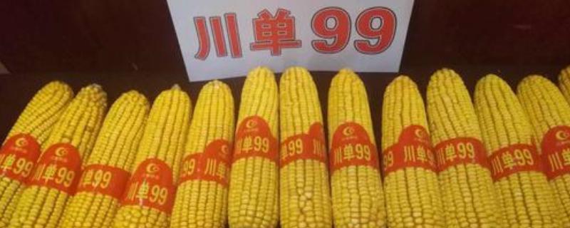 川单99玉米种简介,适合哪里种植,产量如何