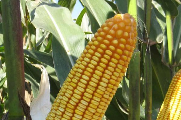 良禾367玉米种简介,适合哪里种植,产量如何