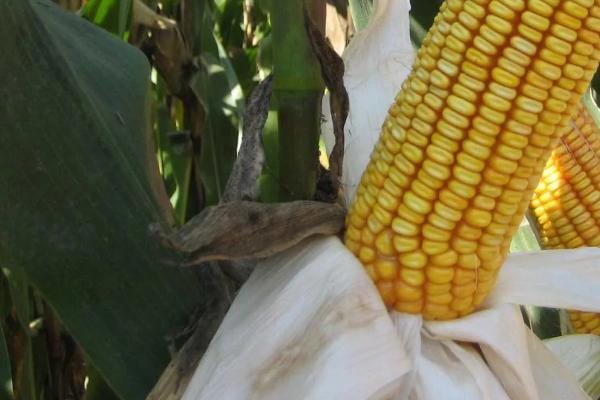 良禾367玉米种简介,适合哪里种植,产量如何