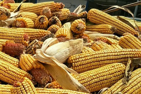 良禾367玉米种简介,适合哪里种植,产量如何