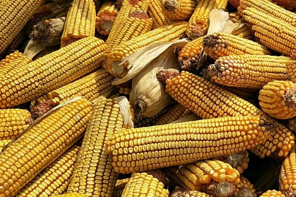 良禾367玉米种简介,适合哪里种植,产量如何