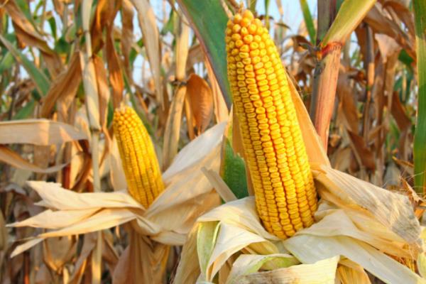 隆平218玉米种介绍,适合哪里种植,产量如何