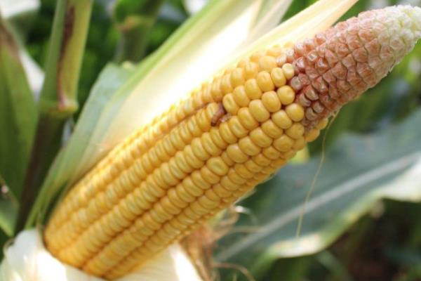 隆平218玉米种介绍,适合哪里种植,产量如何