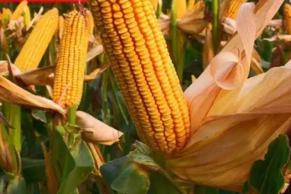 隆平218玉米种介绍,适合哪里种植,产量如何