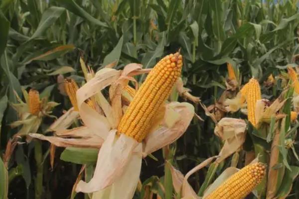 隆平218玉米种介绍,适合哪里种植,产量如何