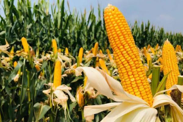 隆平218玉米种介绍,适合哪里种植,产量如何