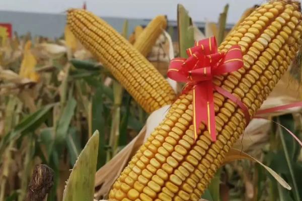 隆平218玉米种介绍,适合哪里种植,产量如何