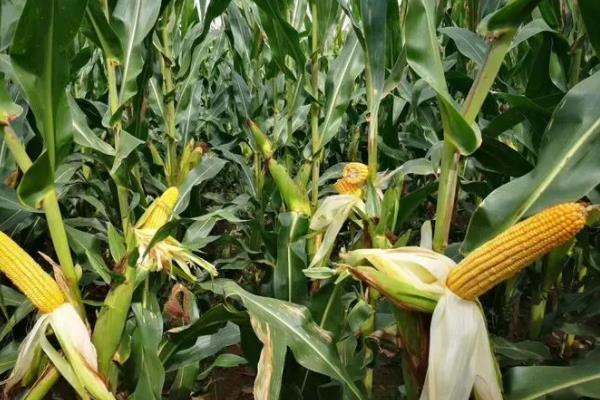 汉单229玉米种简介,适合哪里种植,产量如何
