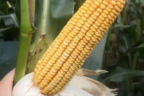 汉单229玉米种简介,适合哪里种植,产量如何