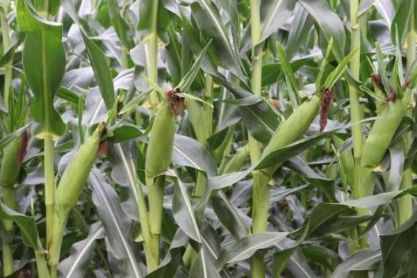 汉单229玉米种简介,适合哪里种植,产量如何