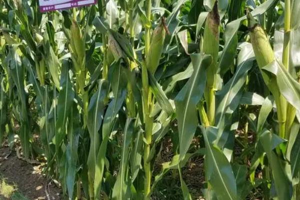 伟科702玉米种简介,适合哪里种植,产量如何