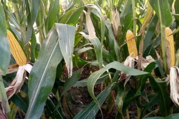 伟科702玉米种简介,适合哪里种植,产量如何