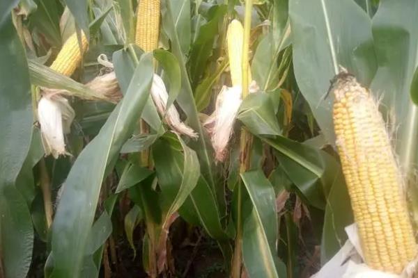 伟科702玉米种简介,适合哪里种植,产量如何