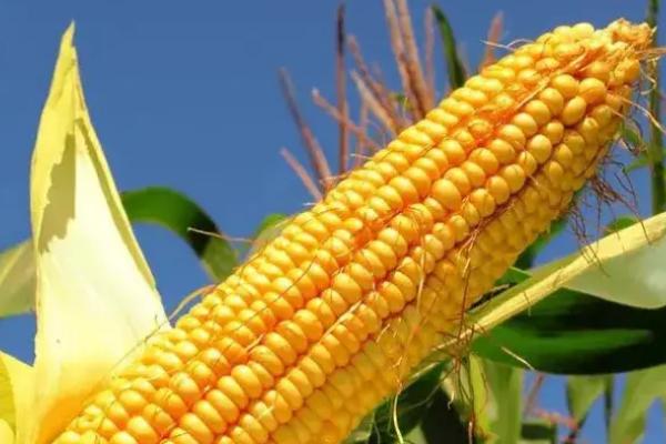 成单716玉米种简介，适合哪里种植，产量如何