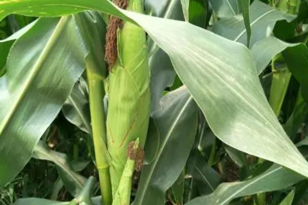 伟科702玉米种简介,适合哪里种植,产量如何