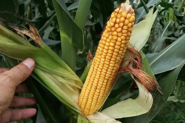 伟科702玉米种简介,适合哪里种植,产量如何