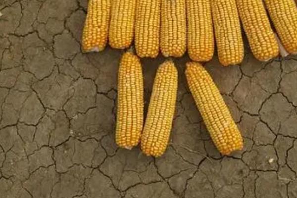 nk718玉米种简介,适合哪里种植,产量如何