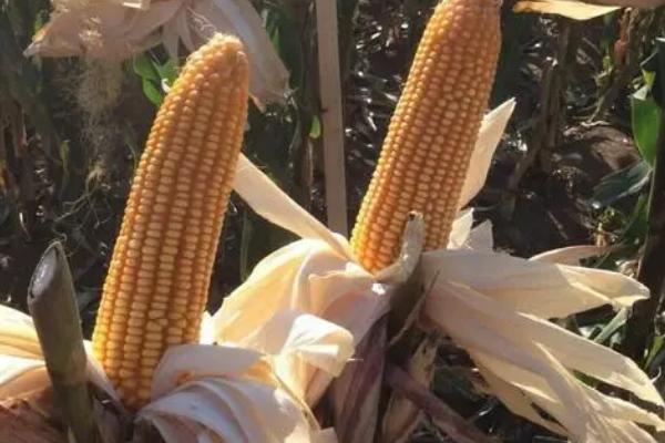 nk718玉米种简介,适合哪里种植,产量如何