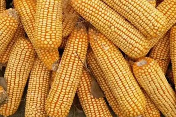 nk718玉米种简介,适合哪里种植,产量如何