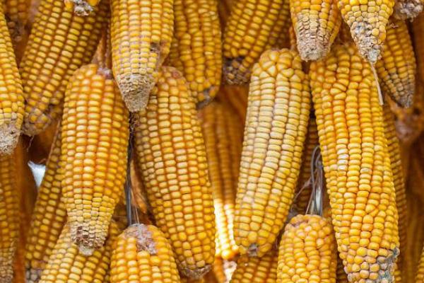 丰大611玉米种简介,适合哪里种植,产量如何