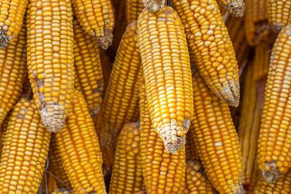 丰大611玉米种简介,适合哪里种植,产量如何