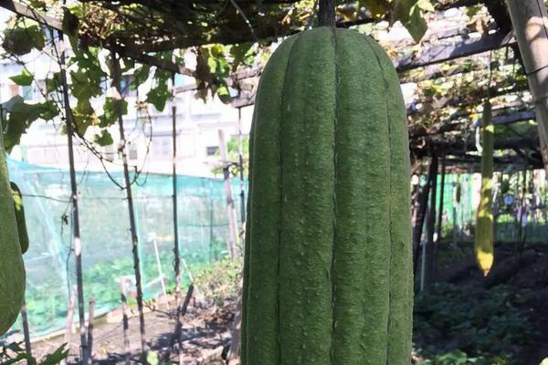 苹果丝瓜种植技术