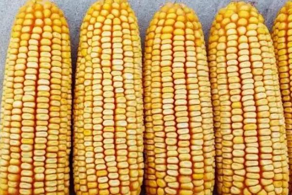 丰大611玉米种简介,适合哪里种植,产量如何