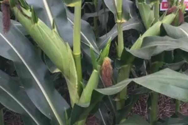 泛玉298玉米种简介,适合哪里种植,产量如何