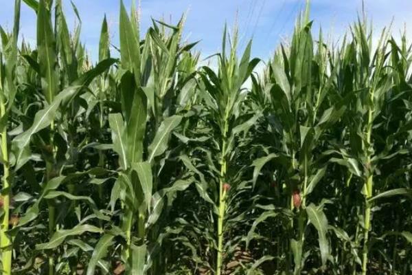 泛玉298玉米种简介,适合哪里种植,产量如何