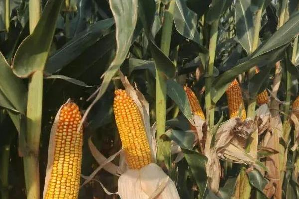 泛玉298玉米种简介,适合哪里种植,产量如何