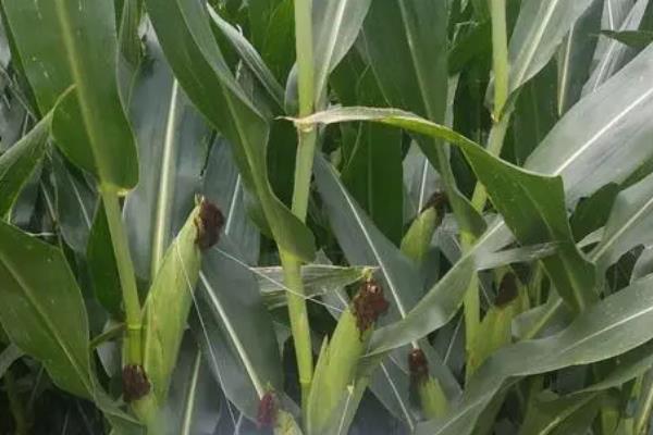 泛玉298玉米种简介,适合哪里种植,产量如何