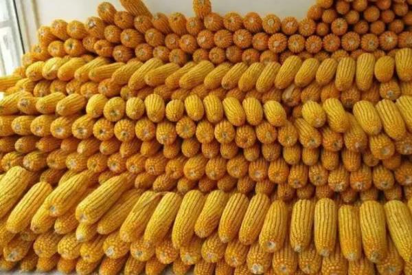 泛玉298玉米种简介,适合哪里种植,产量如何