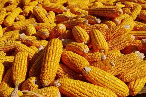 皖玉708玉米种简介,适合哪里种植,产量如何