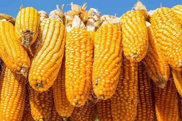 皖玉708玉米种简介,适合哪里种植,产量如何