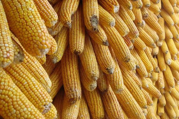 皖玉708玉米种简介,适合哪里种植,产量如何