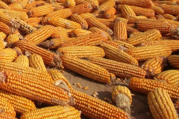 德单121玉米种简介,适合哪里种植,产量如何