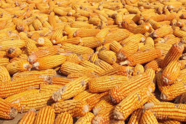 德单121玉米种简介,适合哪里种植,产量如何