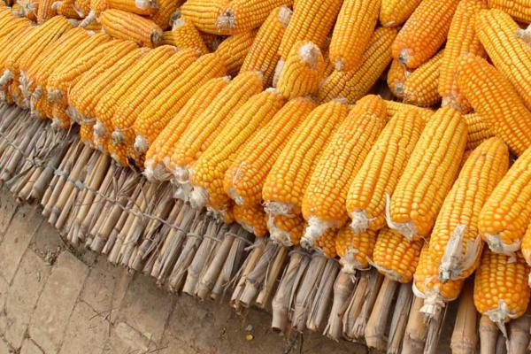 德单121玉米种简介,适合哪里种植,产量如何