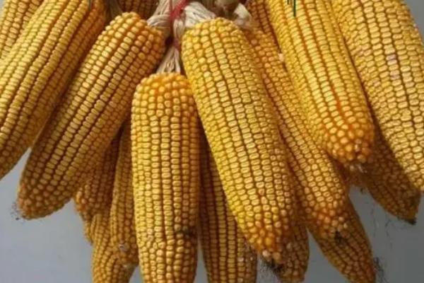 士惠628玉米种简介,适合哪里种植,产量如何