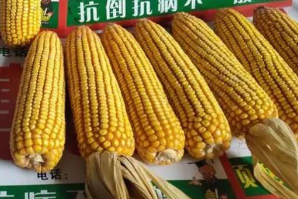 士惠628玉米种简介,适合哪里种植,产量如何