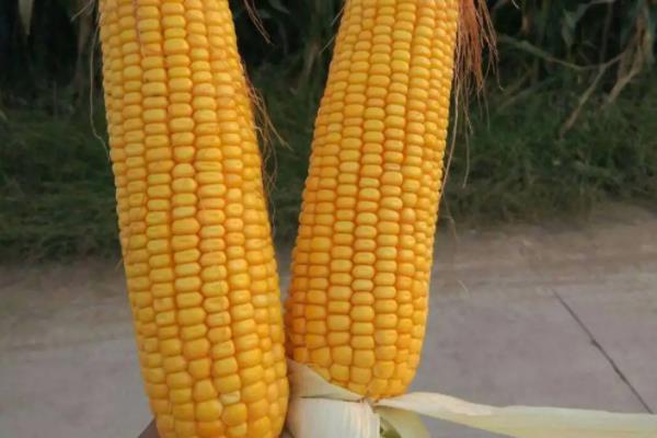 金北209玉米种简介,适合哪里种植,产量如何