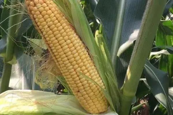 金北209玉米种简介,适合哪里种植,产量如何